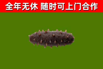 离石烟酒回收干海参.jpg